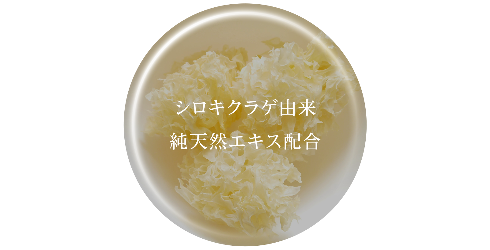 シロキクラゲ